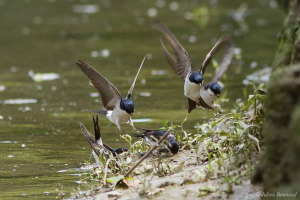 Hirondelle de fenêtre (Delichon urbicum) (Bidache (64), France, le 25/05/2021)