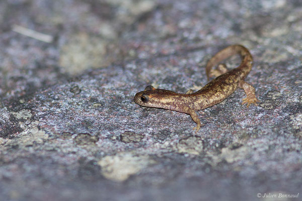 Euprocte de Corse — Euproctus montanus (Savi, 1838)