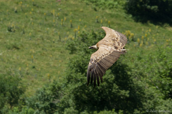 Vautour fauve — Gyps fulvus (Hablizl, 1783), (Etsaut (64), France, le 29/06/2019)