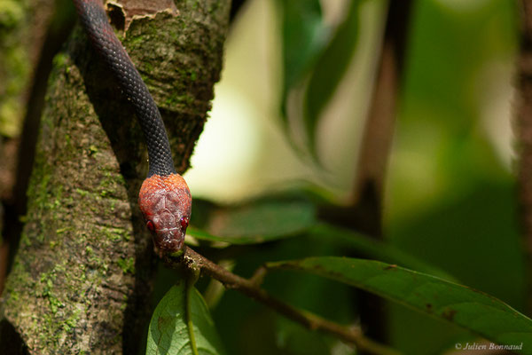 Siphlophide à tête orangée — Siphlophis compressus (Daudin, 1803), (mine d'or Dorlin, Maripassoula, Guyane, le 24/05/2017)