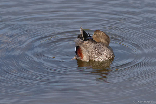 Canard chipeau — Mareca strepera (Linnaeus, 1758), (mâle en plumage nuptial), (Parc écologique Plaiaundi, Irun (Pays basque), Espagne, le 11/11/2025)