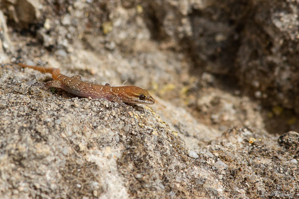 Saurodactyle à bandes — Saurodactylus fasciatus Werner, 1931