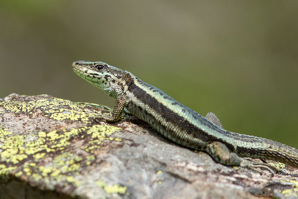 Lézard du Val d'Aran — Iberalacerta aranica (Arribas, 1993), (Lac d'Eychelle, Bethmal (09), le 09/07/2023)