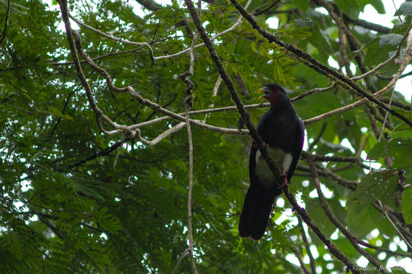 Caracara à gorge rouge — Ibycter americanus (Boddaert, 1783), (Saint-Pierre, Guyane, le 27/01/2017)