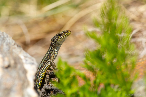 Lézard d'Aurelio — Iberalacerta aurelioi (Arribas, 1994), (Cirque glaciaire de Soulcem, Auzat (09), le 10/07/2023)