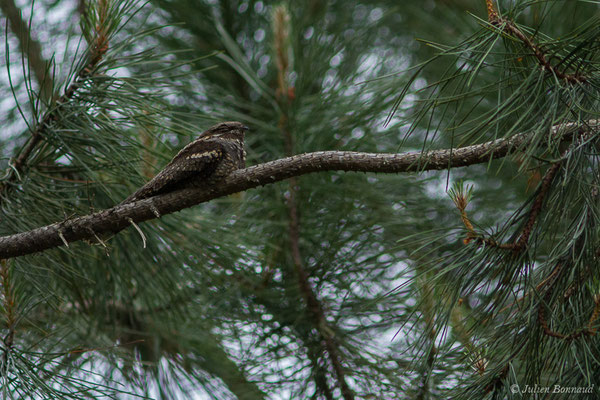 Engoulevent d'Europe – Caprimulgus europaeus Linnaeus, 1758, (mâle adulte) (Monségur (40), France, le 12/05/2020)