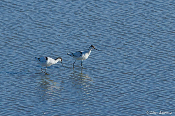 Avocette élégante — Recurvirostra avosetta Linnaeus, 1758, (réserve ornithologique du Teich (33), France, le 24/01/2018)
