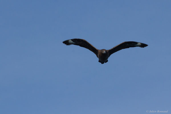 Grand Labbe — Stercorarius skua (Brünnich, 1764)