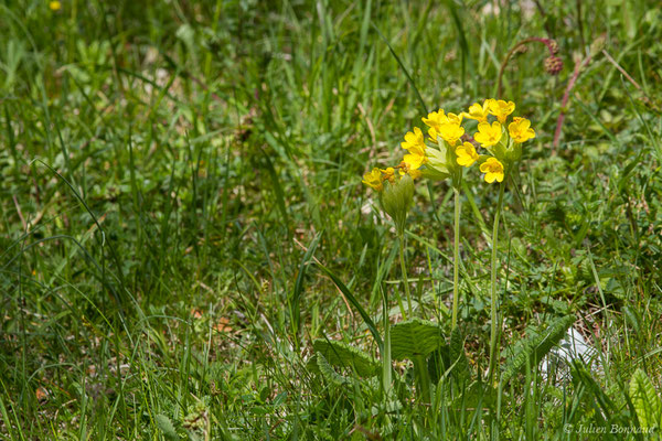 Coucou, Primevère officinale – Primula veris L., 1753, (Etsaut (64), France, le 06/05/2019)