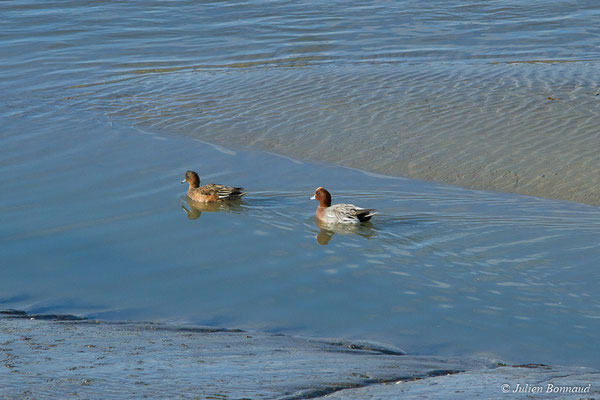 Canard siffleur — Anas penelope (Linnaeus, 1758), (Baie de Saint-Brieuc, Hillion (22), France, le 24/11/2017)