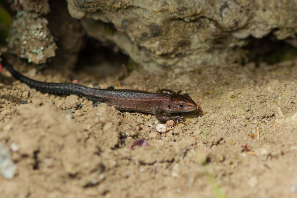 Lézard vivipare de Lantz — Zootoca vivipara louislantzi (Arribas, 2009)