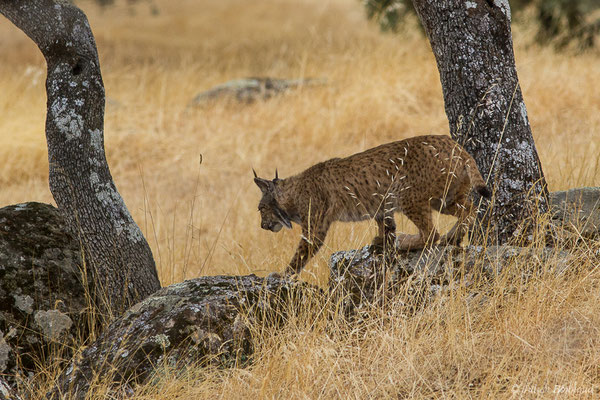 Lynx pardelle — Lynx pardinus (Temminck, 1827), (Parque Natural de la Sierra de Andújar (Andalousie), Espagne, le 10/08/2020)