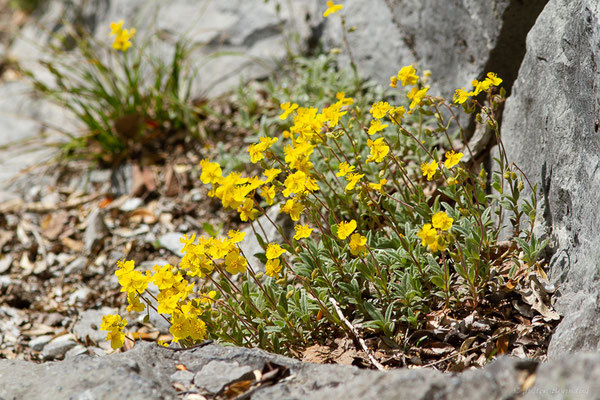 Hélianthème de Öland — Helianthemum oelandicum (L.) Dum.Cours., 1802