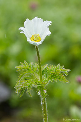 Pulsatille des Alpes — Pulsatilla alpina (L.) Delarbre, 1800