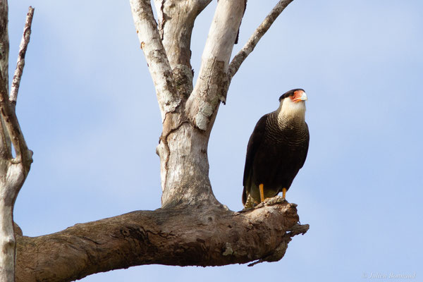 Caracara huppé — Caracara plancus (Miller, 1777), (Kourou, Guyane, le 14/03/2017)