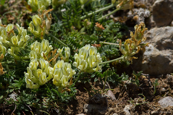 Oxytropis des champs — Oxytropis campestris (L.) DC., 1802