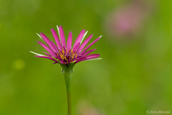 Salsifis à feuilles de poireau — Tragopogon porrifolius L., 1753, (Braud-et-Saint-Louis (33), France, le 09/05/2019)