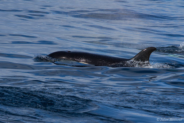 Orque ou Épaulard – Orcinus orca (Linnaeus, 1758), (Saint-Jean-de-Luz (64), France, le 05/10/2019)