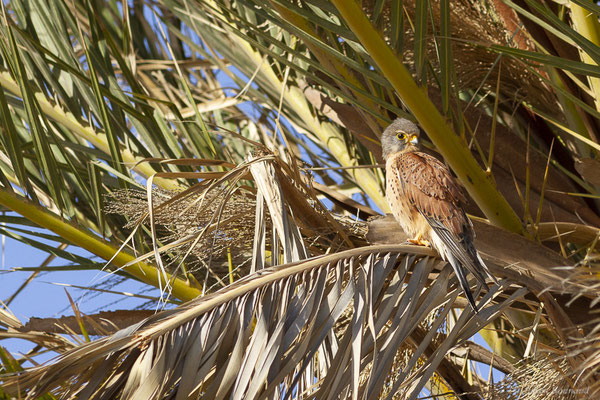 Faucon crécerelle – Falco tinnunculus canariensis Linnaeus, 1758, (Morro Jable, Fuerteventura, (Iles Canaries, Espagne), le 18/02/2022)