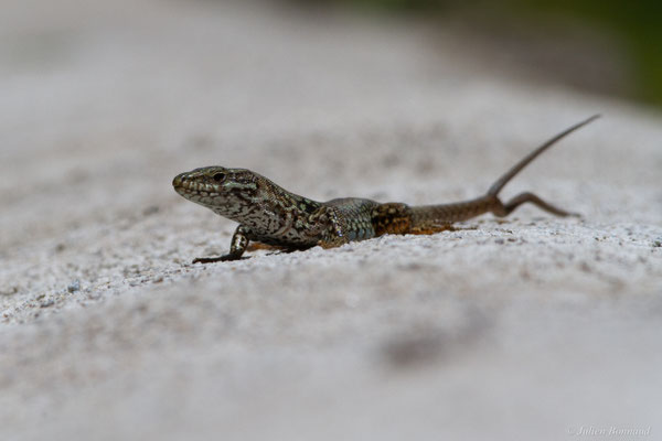 Lézard des murailles — Podarcis muralis (Laurenti, 1768)
