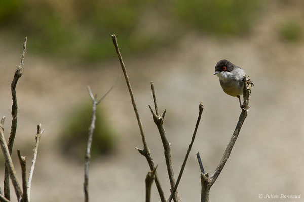 Fauvette mélanocéphale — Sylvia melanocephala (Gmelin, JF, 1789), (mâle adulte) (Bidart (64), France, le 22/05/2019)