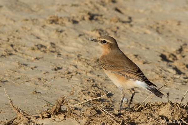 Traquet motteux — Oenanthe oenanthe (Linnaeus, 1758), (Bardenas Real, Tudela (Aragon), Espagne, le 30/09/2021)