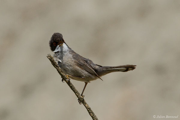 Fauvette mélanocéphale — Curruca melanocephala (Gmelin, JF, 1789), (mâle adulte) (Bidart (64), France, le 22/05/2019)