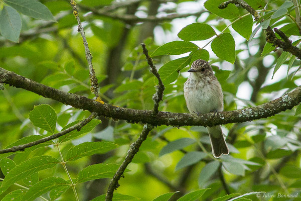 Gobemouche gris — Muscicapa striata (Pallas, 1764), (Saint-Faust (64), France, le 17/07/2019)