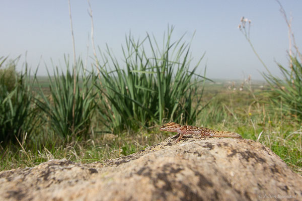 Saurodactyle à bandes — Saurodactylus fasciatus Werner, 1931, (Site archéologique de Volubilis, Fertassa (Fès-Meknès), Maroc, le 22/02/2023)