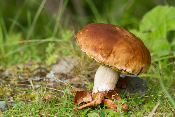 Cèpe des pins — Boletus pinophilus Pilát & Dermek, 1973, (Station de ski de Gourette, Eaux-Bonnes (64), France, le 17/09/2021)