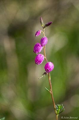 Bruyère de Saint-Daboec — Daboecia cantabrica (Huds.) K.Koch, 1872, (Etsaut (64), France, le 29/06/2019)