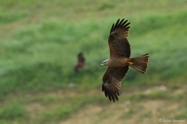 Milan noir – Milvus migrans (Boddaert, 1783), (adulte) (Pihourc, Lieoux (31), France, le 29/05/2018)