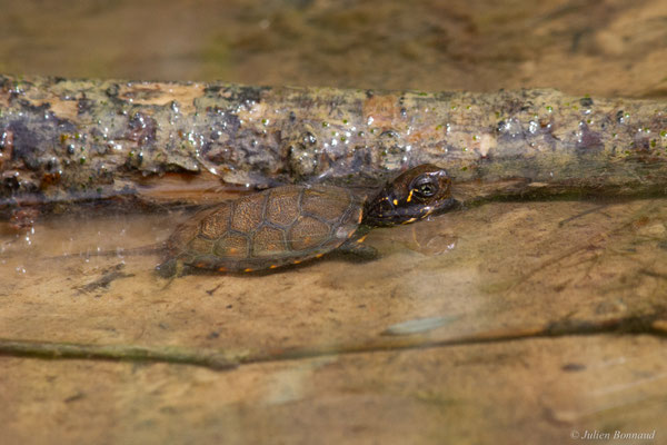 Cistude d'Europe — Emys orbicularis (Linnaeus, 1758)