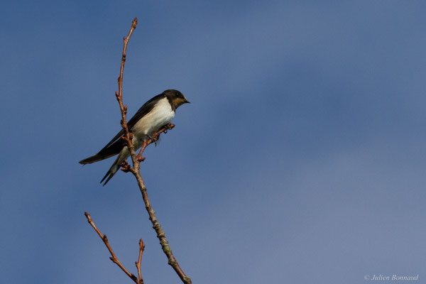 Hirondelle rustique — Hirundo rustica Linnaeus, 1758