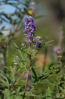 Gattilier ou Poivre sauvage — Vitex agnus-castus L., 1753, (Sentier des douanier, Rogliano (2B), France, le 09/09/2019)