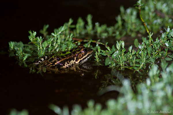 Grenouille de Berger — Pelophylax lessonae bergeri (Günther in Engelmann, Fritzsche, Günther & Obst, 1986)