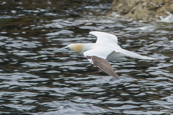 Fou de Bassan – Morus bassanus (Linnaeus, 1758), (Réserve naturelle nationale des Sept-Îles, Perros-Guirec (22), France, le 05/07/2021)