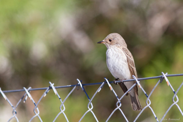 Gobemouche tyrrhénien — Muscicapa tyrrhenica Schiebel, 1910