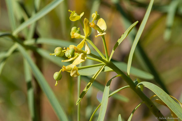 Euphorbe de Lamarck — Euphorbia lamarckii Sweet, (Tafedna, (Marrakech-Tensift-Al Haouz), Maroc, le 25/01/2023)