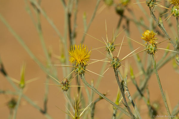Centaurée du solstice — Centaurea solstitialis L., 1753, (Fuentes de Nava, Palencia (Castille-et-León), Espagne, le 04/07/2022)
