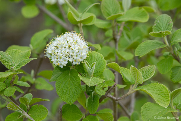 Viorne mancienne (Viburnum lantana) (Aulon (31), France, le 03/05/2019)