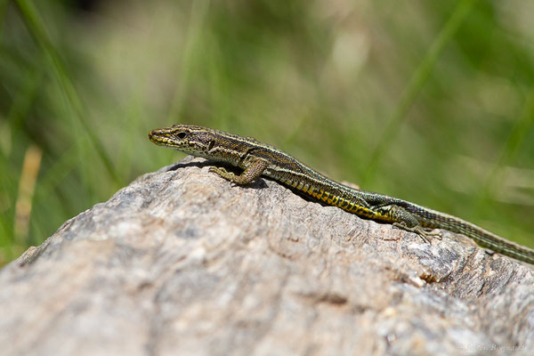 Lézard d'Aurelio — Iberolacerta aurelioi (Arribas, 1994)