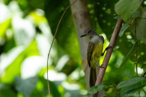 Tyran de Wied — Myiarchus tyrannulus (Statius Müller, 1776)