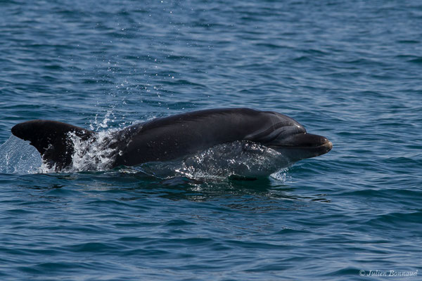 Grand dauphin commun ou Grand Dauphin – Tursiops truncatus (Montagu, 1821), (Sagres (Vila do Bispo), Algarve (Portugal), le 31/08/2018)