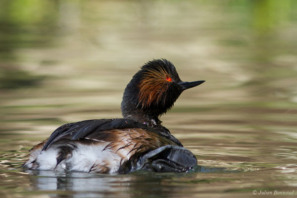 Grèbe à cou noir — Podiceps nigricollis Brehm, CL, 1831, (adulte en plumage nuptial) (parc animalier des Pyrénées, France, le 01/04/2018)
