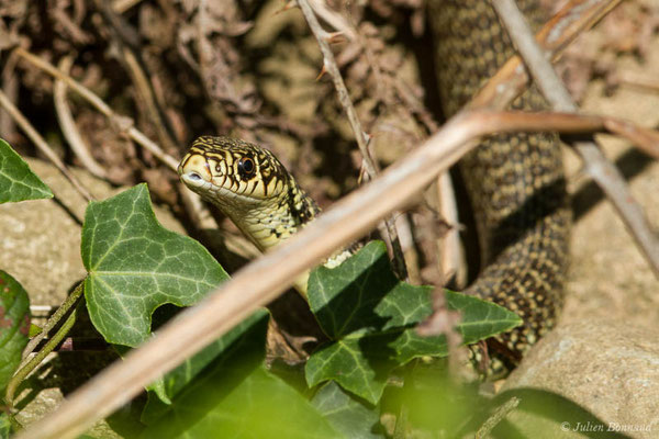Couleuvre verte et jaune — Hierophis viridiflavus (Lacepède, 1789)