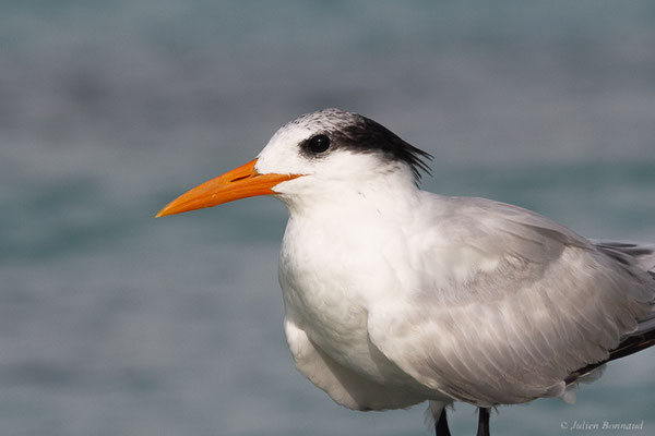 Sterne royale — Thalasseus maximus (Boddaert, 1783), (adulte) (Saint-Anne, Guadeloupe, le 15/05/2016)