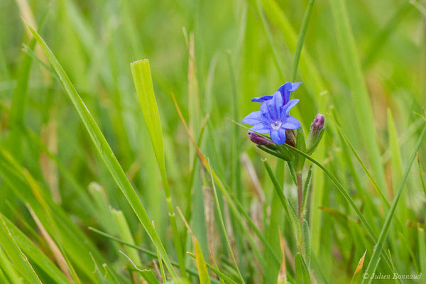 Grémil bleu-pourpre, Thé d'Europe — Aegonychon purpurocaeruleum (L.) Holub, 1973, (Biarritz (64), France, le 18/05/2021)