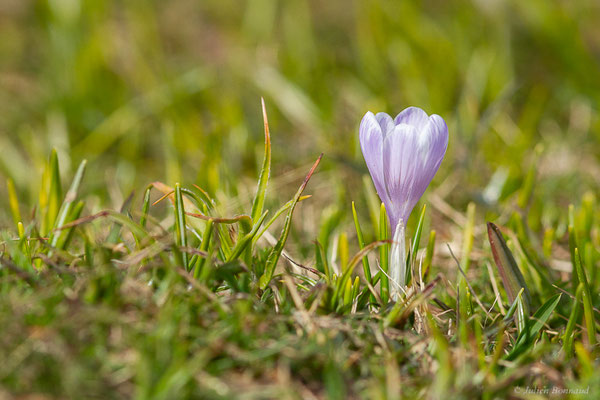 Crocus printanier — Crocus vernus (L.) Hill, 1765