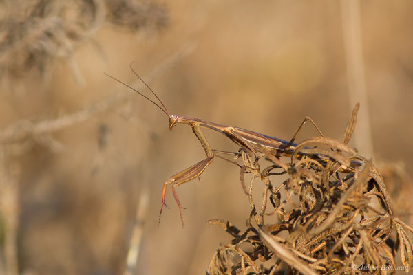 Mante religieuse — Mantis religiosa (Linnaeus, 1758), (Sagres (Vila do Bispo), (Algarve), Portugal, le 30/08/2018)